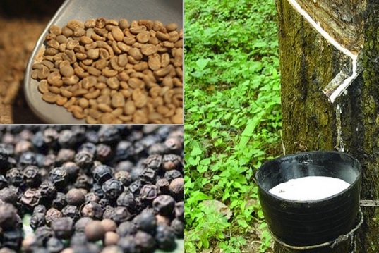 Thị trường nông sản ngày 30/7: Giá cà phê tăng 200 đồng/kg sau một tuần giảm mạnh, cao su tăng